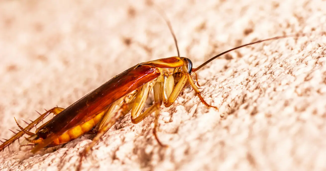 American Cockroach