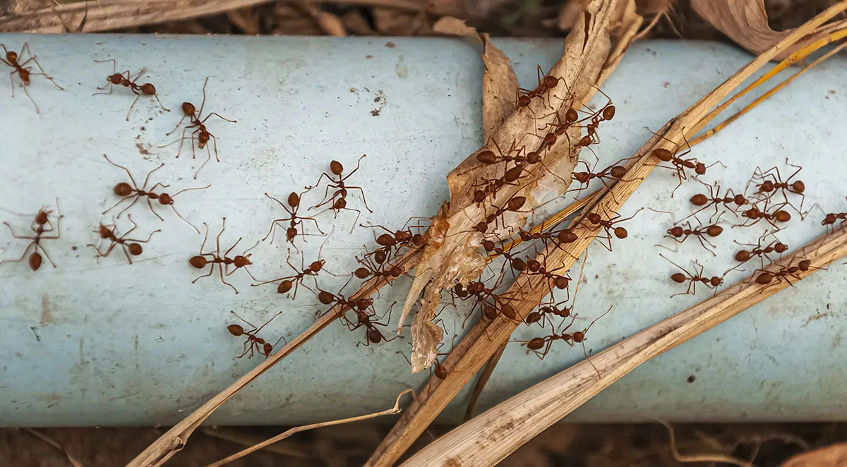 Ant swarm outside