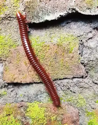 centipede