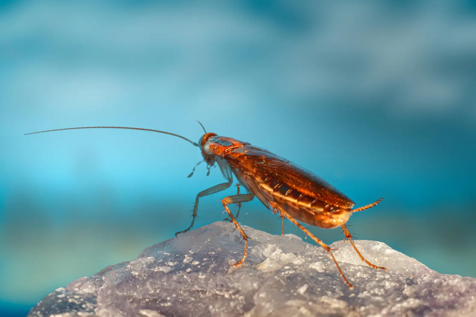 Cockroach Pest Control Philadelphia