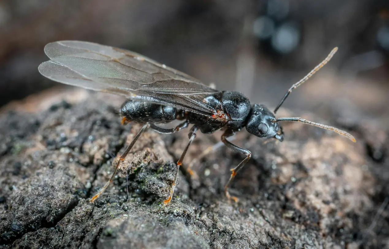 Flying Ant