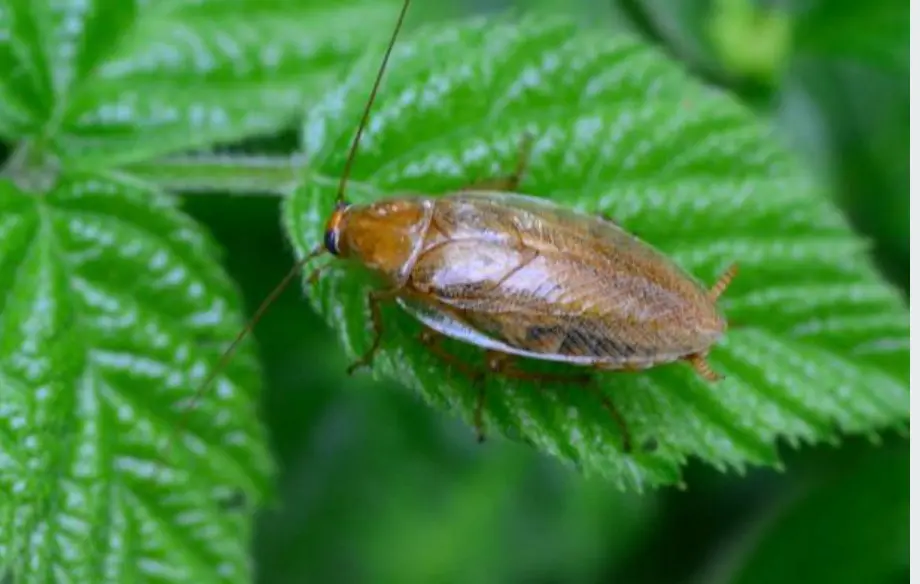 German Cockroach