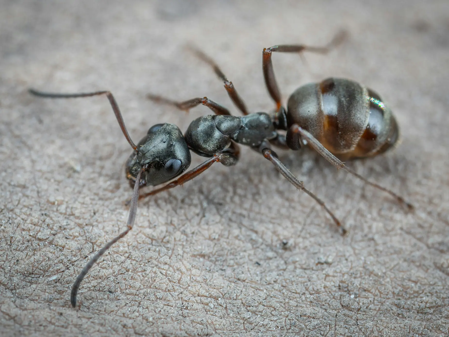 Odorous House Ant