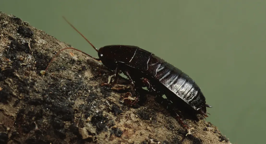 cockroach