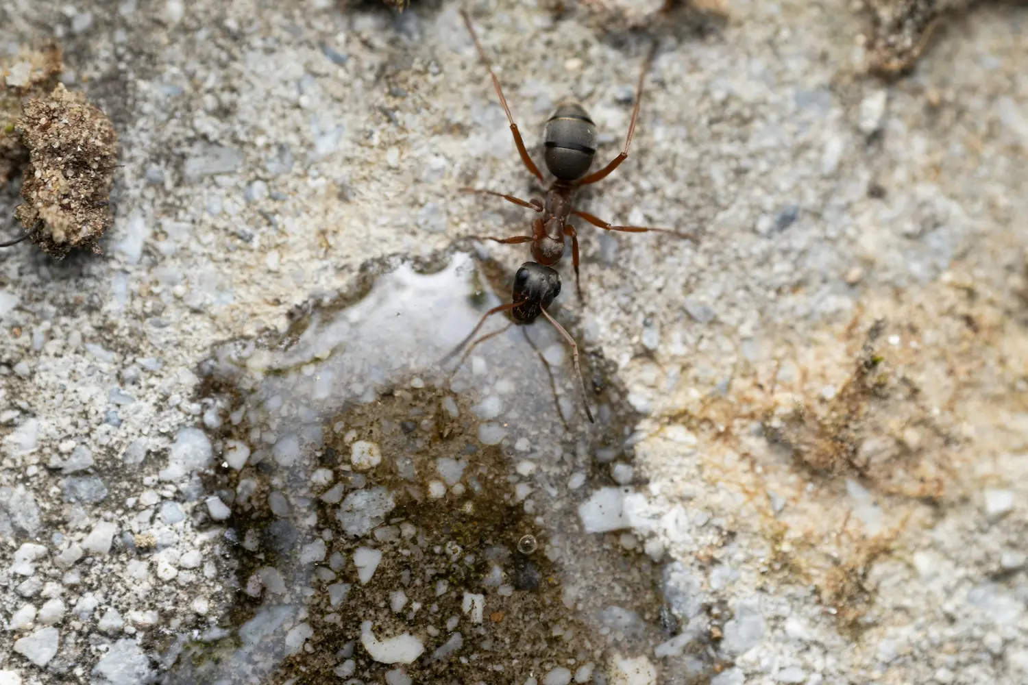 Pavement Ant