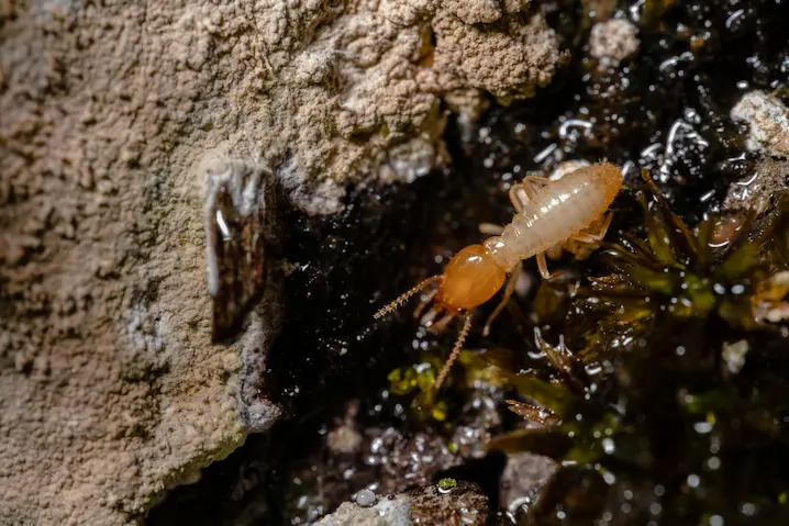 Subterranean Termite