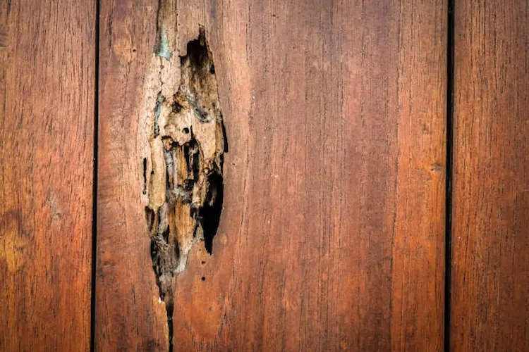 Termite nest in wall