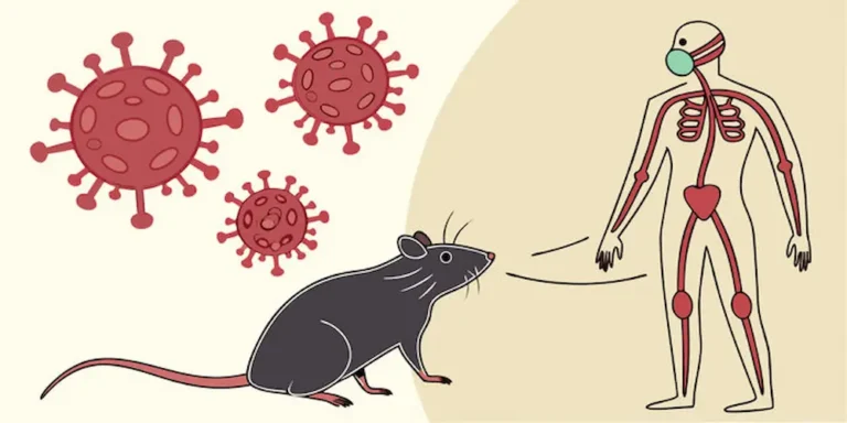 are rats dangerous