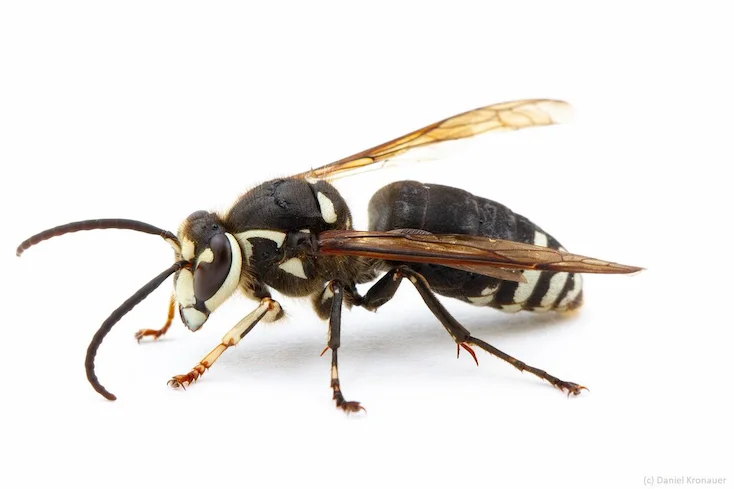 bald faced hornet