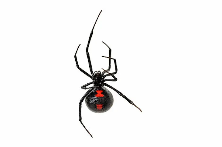 black widow