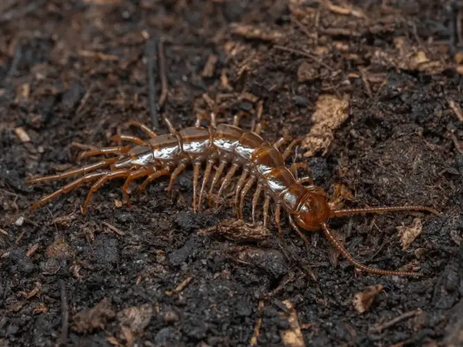 brown garden centipede