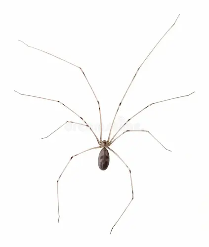 cellar spider