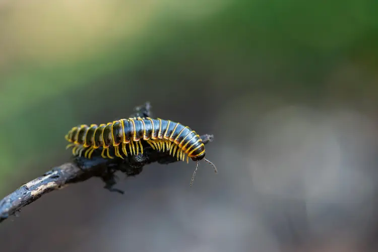centipede & millipede pest control