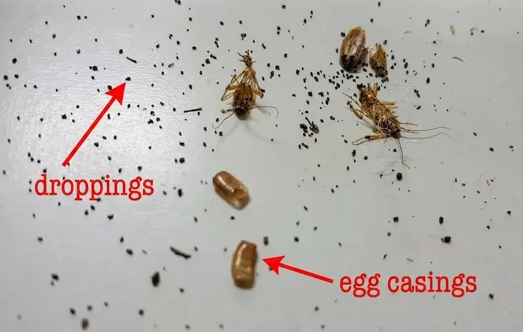 cockroach poop and egg casings