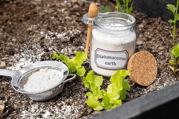 diatomaceous earth