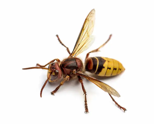 european hornet