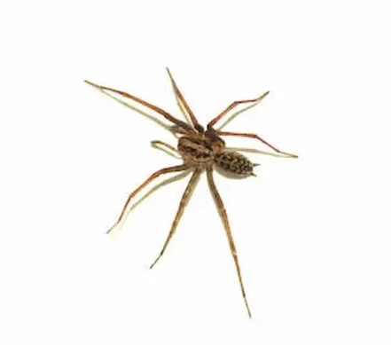 house spider