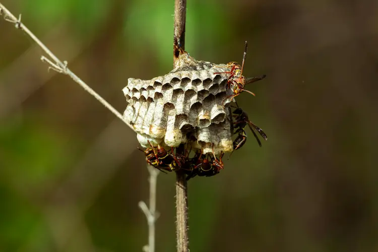 paper wasp nest
