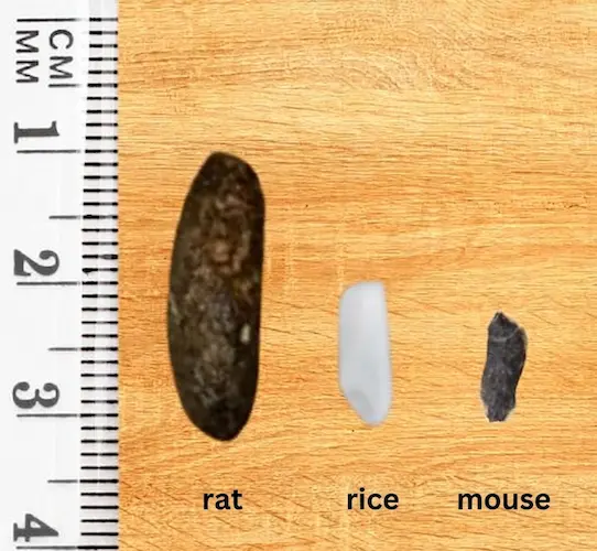 rat vs mouse poop