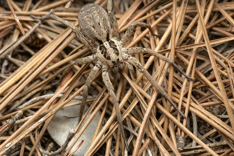 spider pest