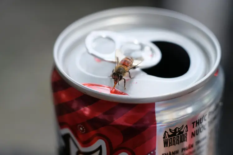 wasp in can