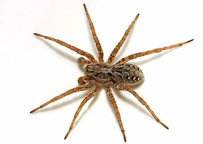 wolf spider