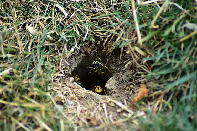 yellowjacket nest underground
